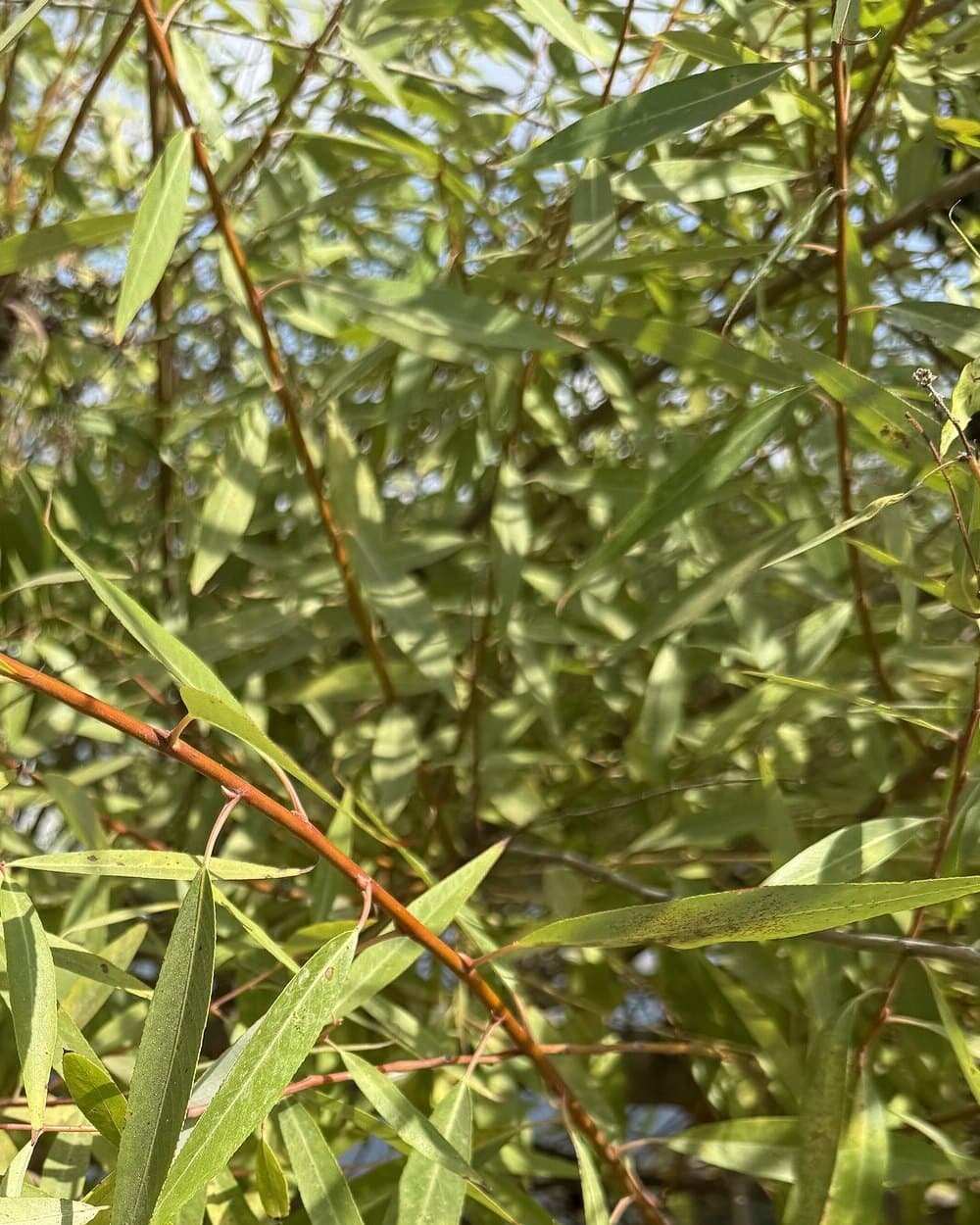 Fresh aravos: long smooth-edged willow leaves on a reddish stem