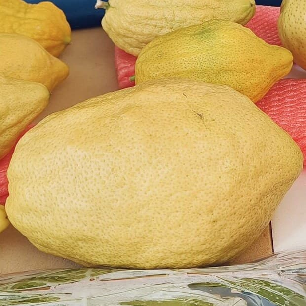 A clean yellow esrog with its pitom, on the market table