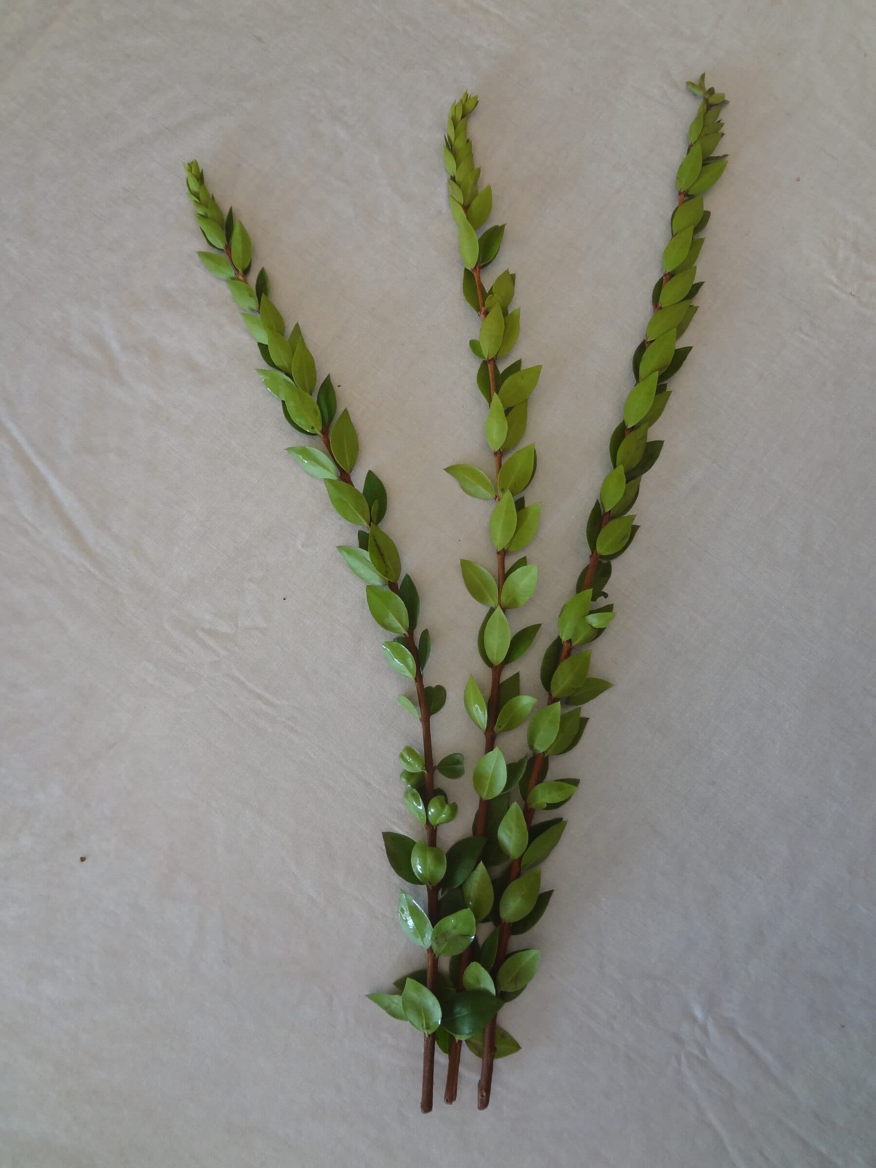 Three hadassim branches laid on cloth, leaves rising in threes from each node
