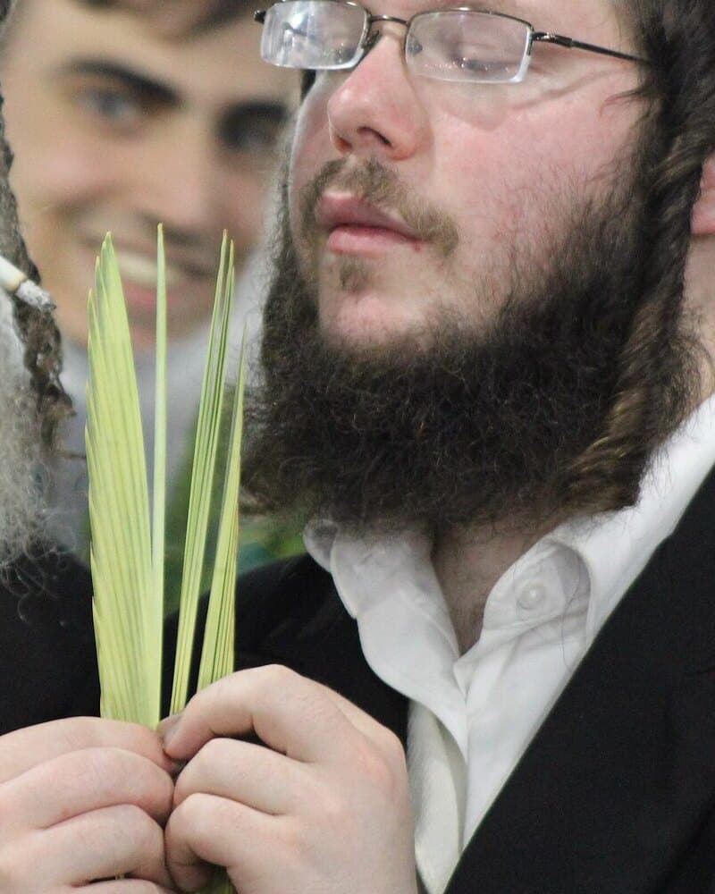 A young man checking the tiyumes of a lulav against the light