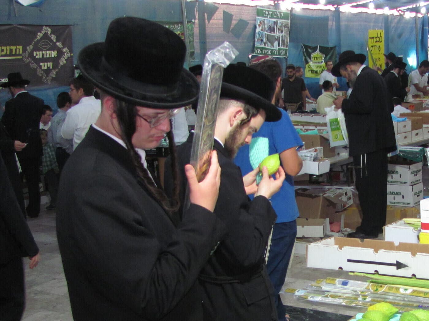 Chassidim checking esrogim and lulavim at the Daled Minim fair